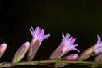 Fewflower blazing star